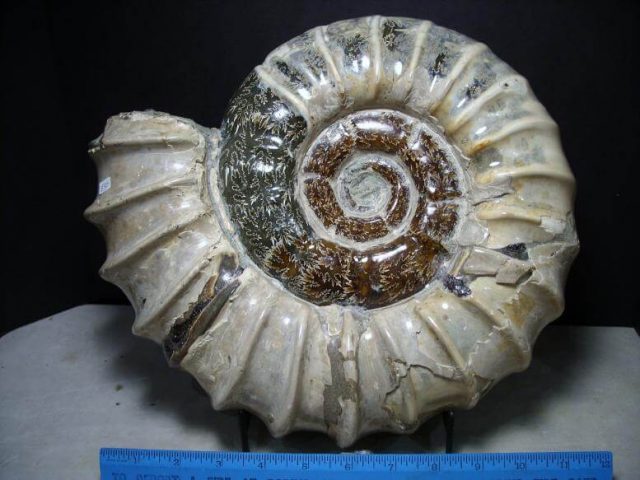 Douvilleiceras Ammonite