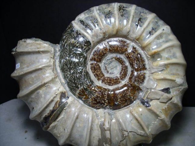 Douvilleiceras  Ammonite - Image 2