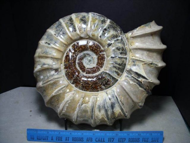 Douvilleiceras Ammonite