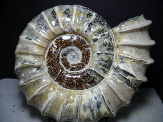 Douvilleiceras  Ammonite - Image 4