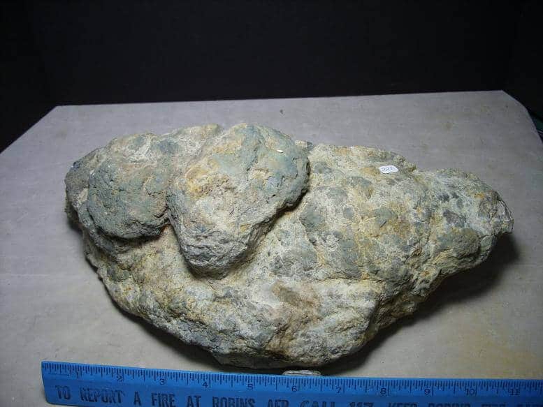 dinosaur coprolite