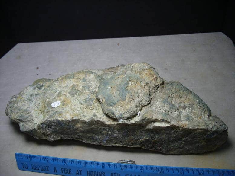 dinosaur coprolite for sale