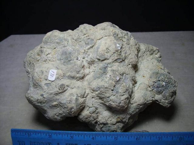 dinosaur coprolite for sale