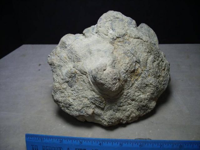 dinosaur coprolite for sale