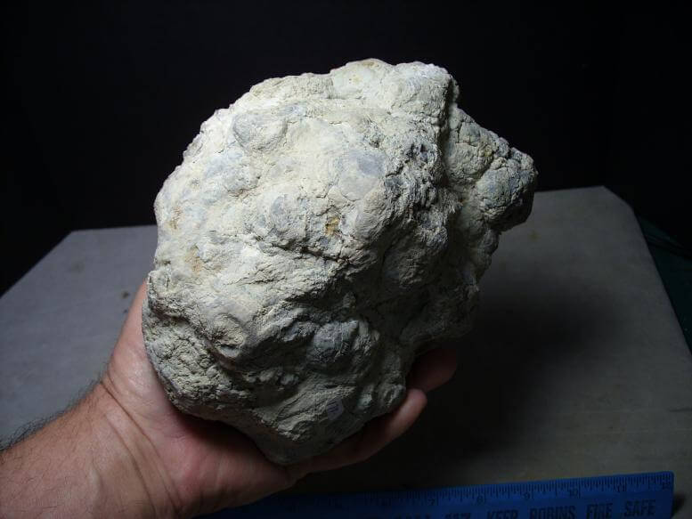 dinosaur coprolite for sale