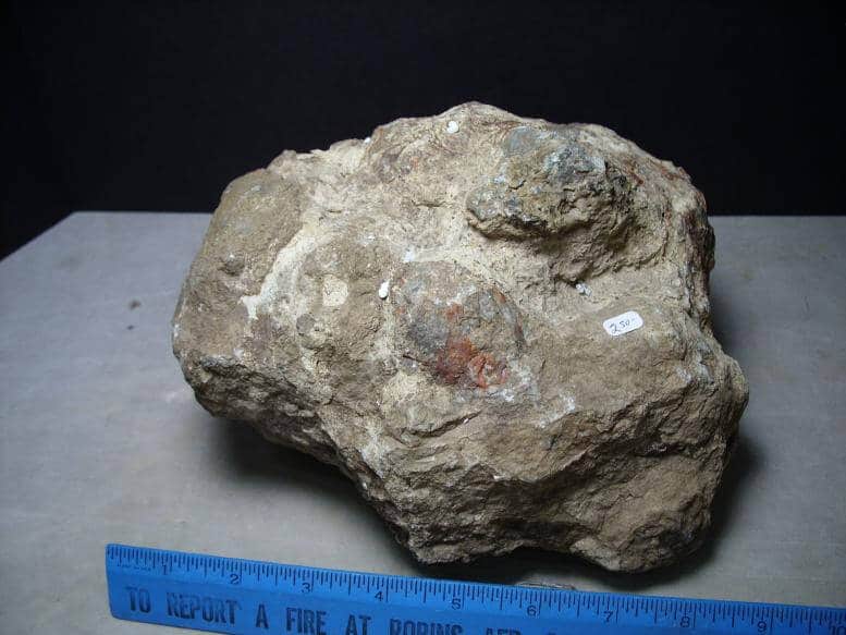 dinosaur coprolite for sale