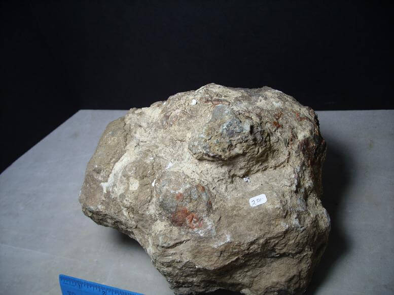 coprolite for sale