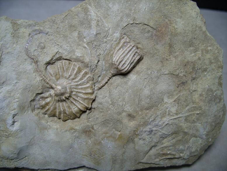 Crinoid Fossil (022417m) - The Stones & Bones Collection