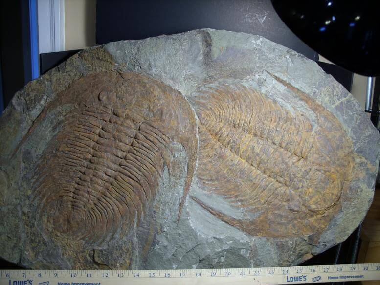 Double Fossilized Trilobite Plate– Arthropod(040917f) - The Stones ...