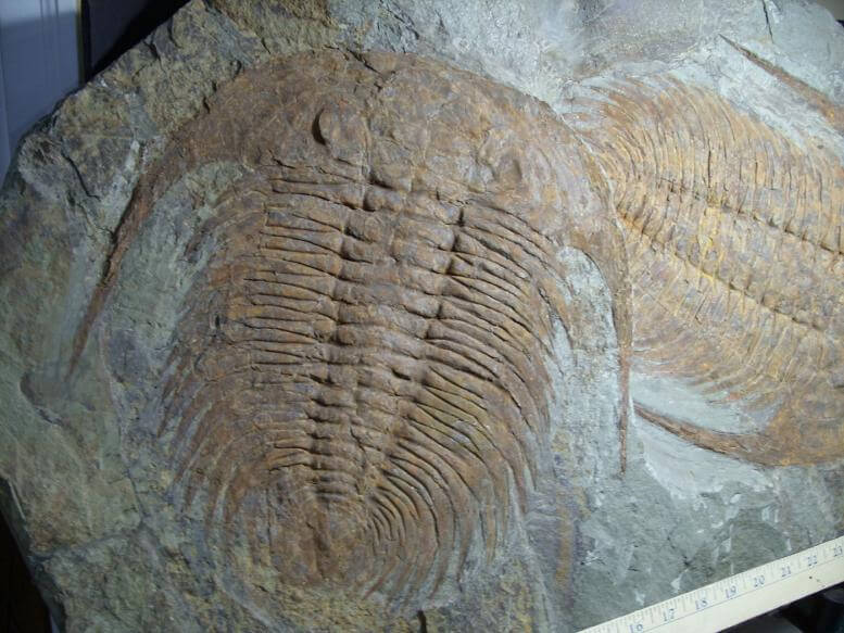 Double Fossilized Trilobite Plate– Arthropod(040917f) - The Stones 