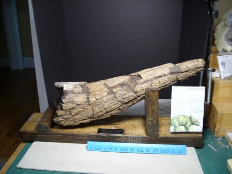 triceratops horn fossil for sale