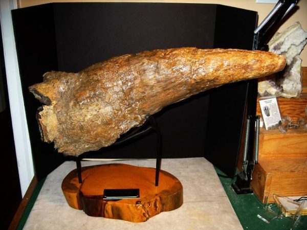 triceratops horn fossil for sale