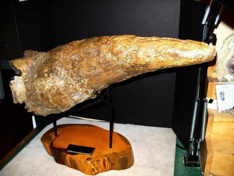 triceratops horn fossil for sale