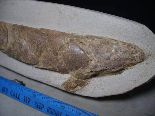Moroccan Fossil Fish