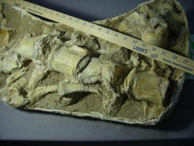 Large Mosasaur Articulated Bone Bed in Matrix (051717j) - Image 3