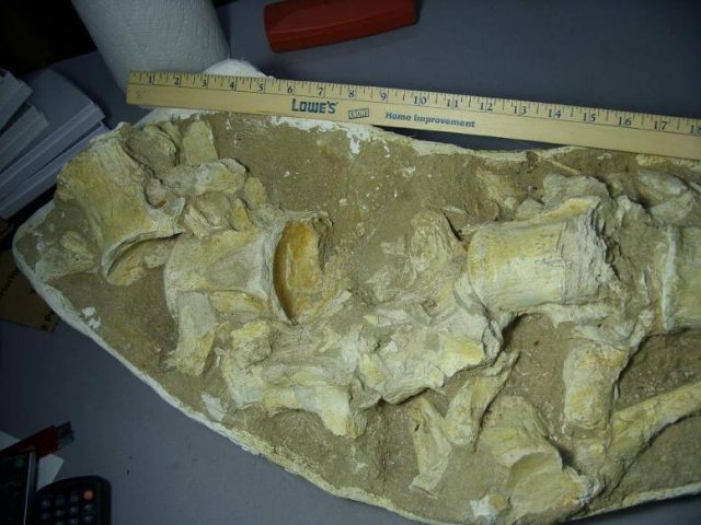 Large Mosasaur Articulated Bone Bed in Matrix (051717j) - Image 4