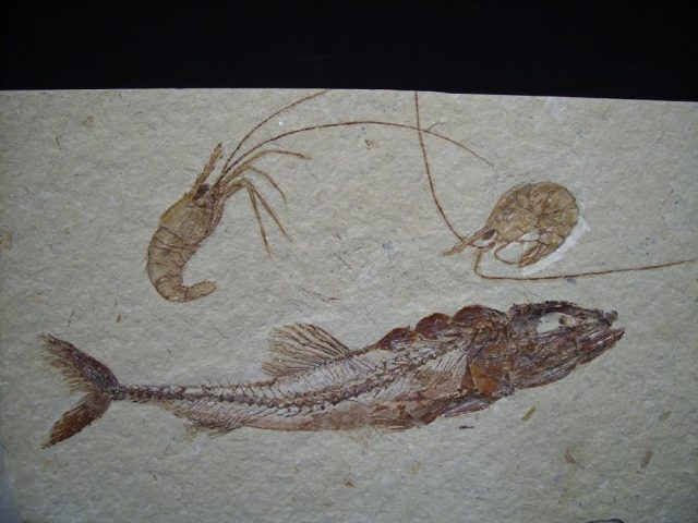 Eurypholis fossils