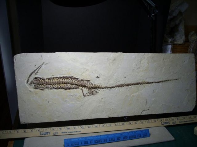 Mesosaurus Fossil