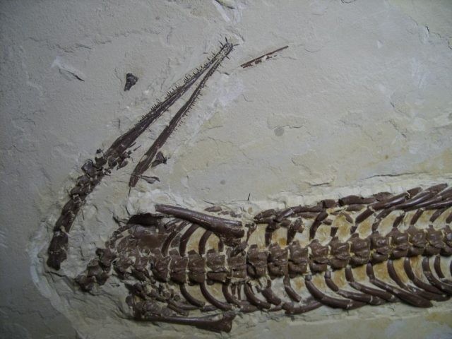 Mesosaurus fossils