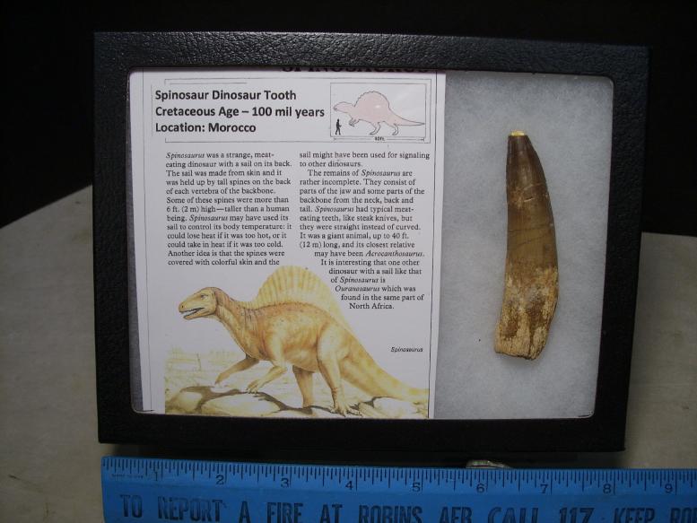 dinosaur teeth for sale