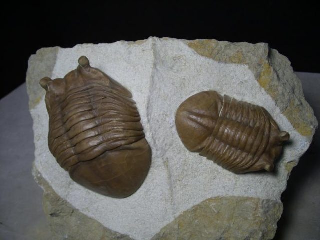 Russian Trilobites