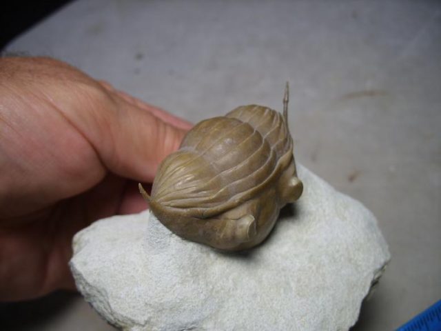 Russian Fossilized Trilobite – Arthropod (082517h) - Image 5