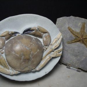 Crabs, Shrimp, & Starfish