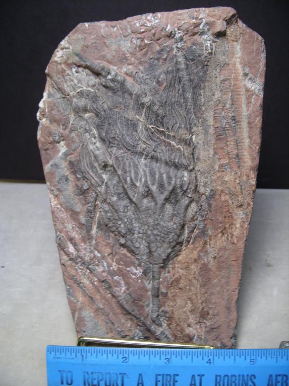 Fossil Crinoid Plate With Heads & Stems (091417c) - The ...