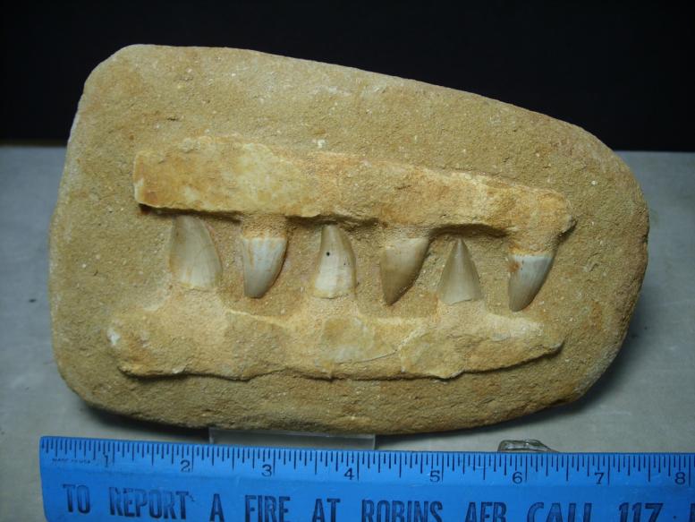 mosasaurus jaw for sale