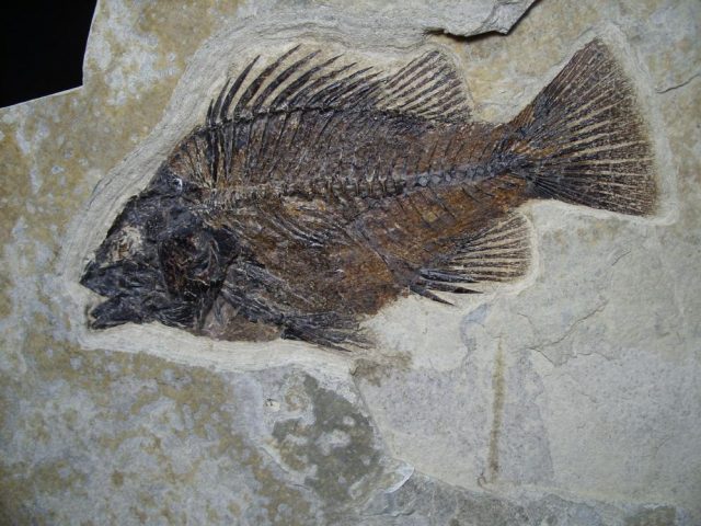 Priscacara Fish