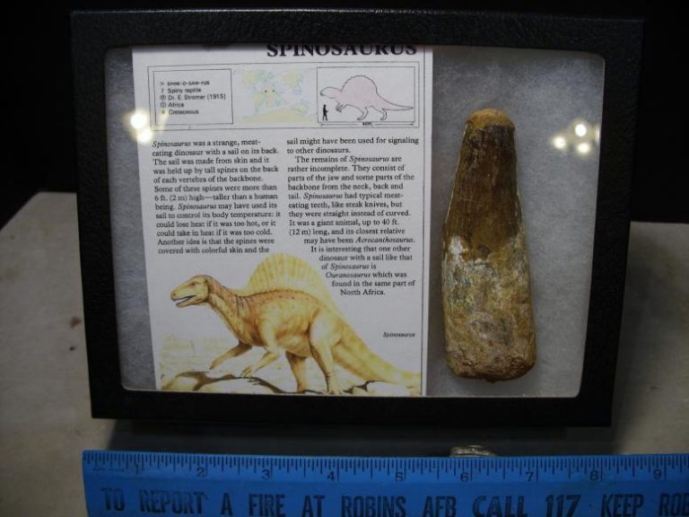 buy a dinosaur tooth