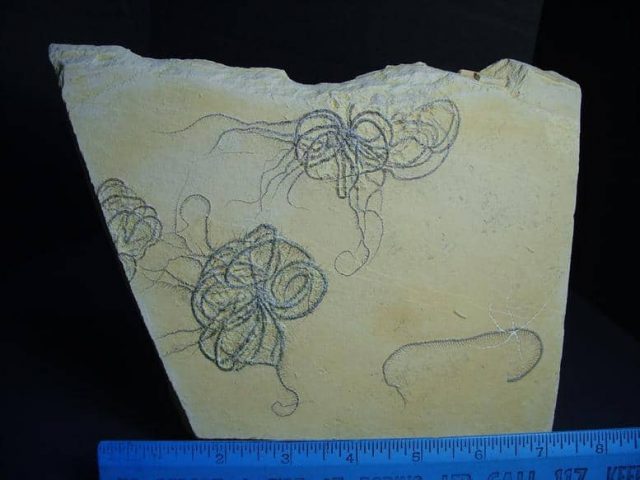 floating crinoid fossils