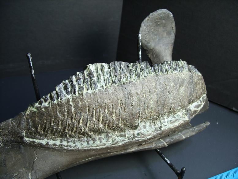 dinosaur jaw fossil