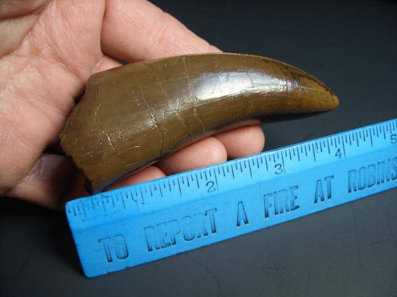 real t rex tooth for sale