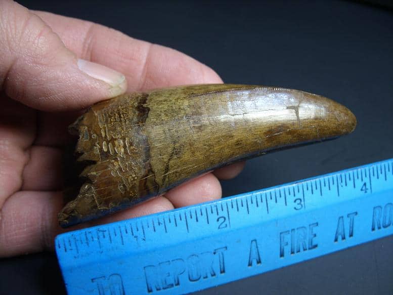 buy real t rex tooth