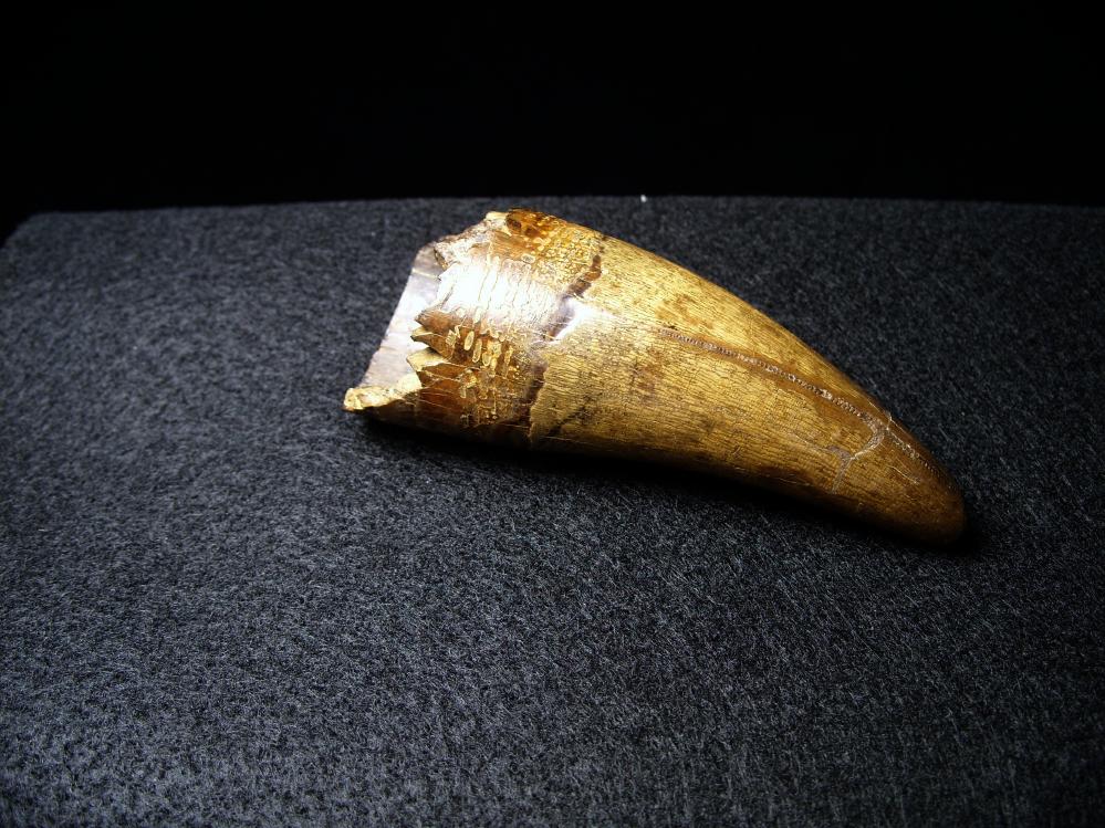 t rex tooth fossil