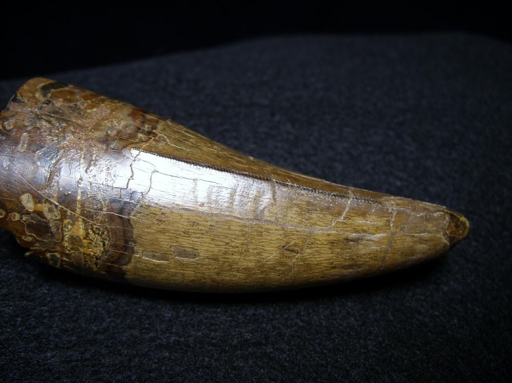 t rex tooth fossil