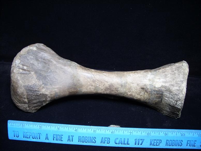 Hadrosaur “Duckbill Dinosaur” Metatarsal (020218g) - The Stones & Bones ...