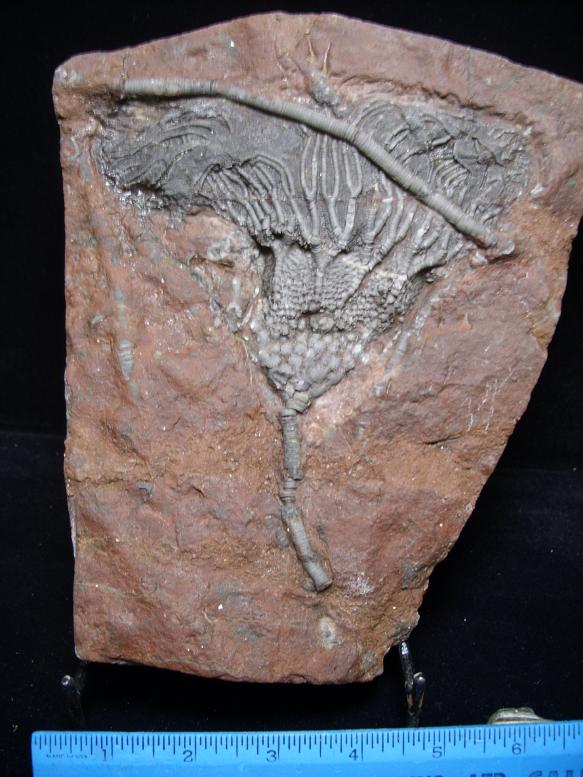 Large Crinoid With Heads & Stems (020418b) - The Stones & Bones Collection