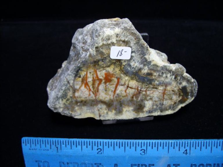 tyrannosaurus coprolite