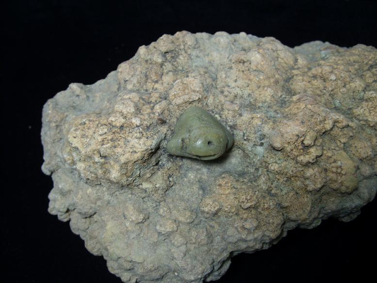 dinosaur coprolite