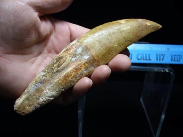 Dinosaur Tooth for Sale