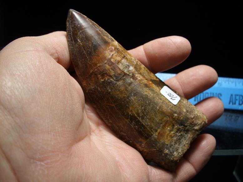 Carcharodontosaurus Dinosaur Tooth (022218n) - The Stones & Bones ...