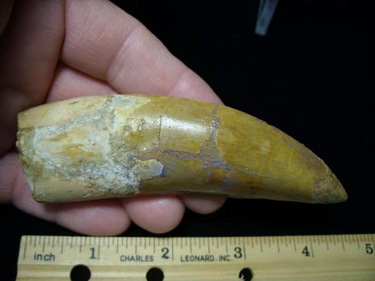 buy a dinosaur tooth