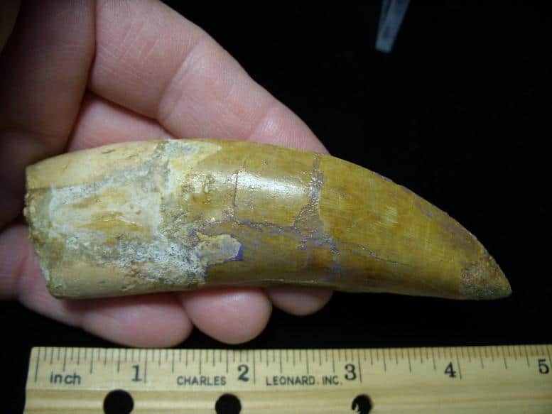 a dinosaur tooth