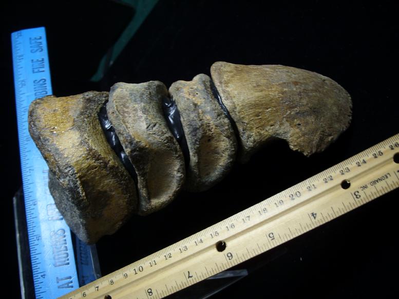 hadrosaur toe bone