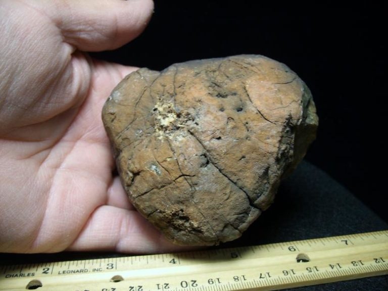 dinosaur coprolite for sale