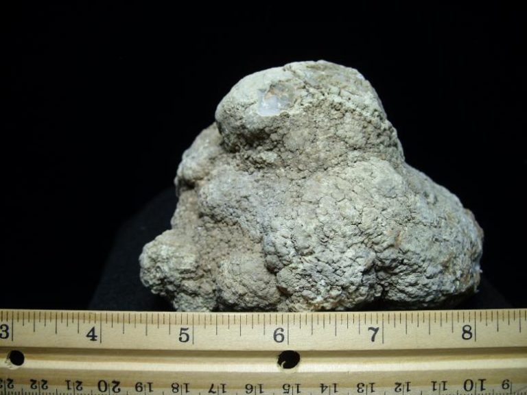 dinosaur coprolite