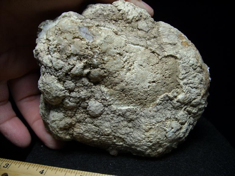 dinosaur coprolite for sale