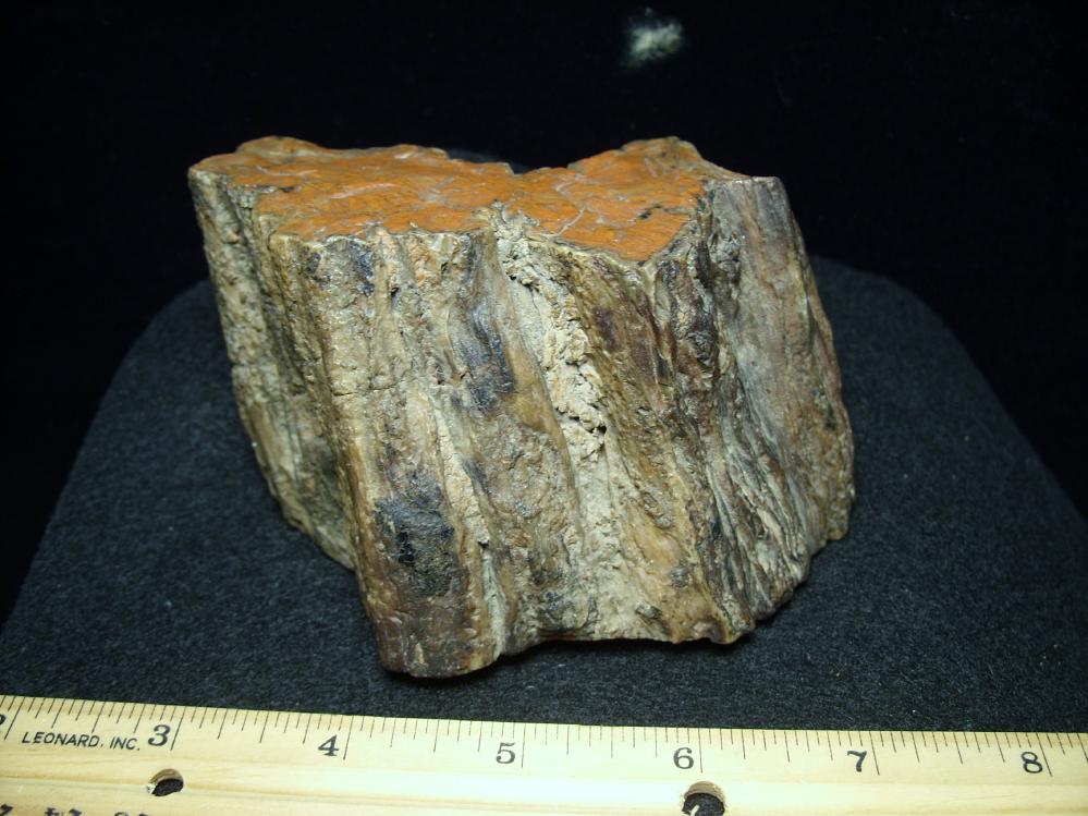 Arizona Petrified Wood (052518b) - The Stones & Bones Collection